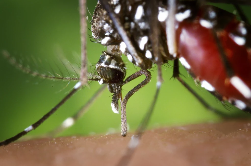 Dłuższe gorące pory roku wydłużą sezonowe okno rozprzestrzeniania się chorób przenoszonych przez komary i będą sprzyjać coraz częstszym epidemiom