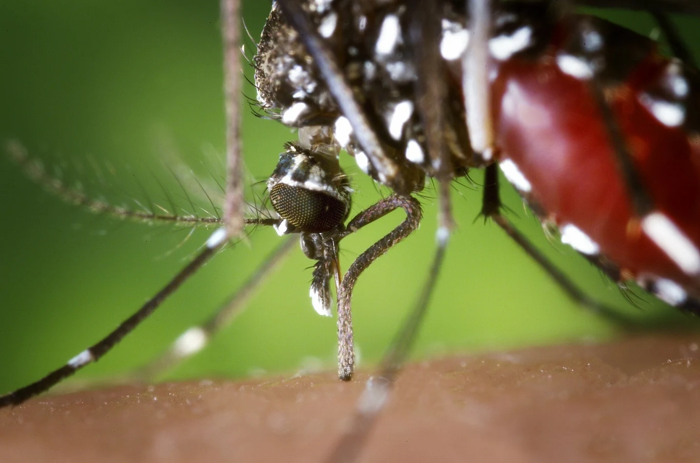 Dłuższe gorące pory roku wydłużą sezonowe okno rozprzestrzeniania się chorób przenoszonych przez komary i będą sprzyjać coraz częstszym epidemiom Dłuższe gorące pory roku wydłużą sezonowe okno rozprzestrzeniania się chorób przenoszonych przez komary i będą sprzyjać coraz częstszym epidemiom