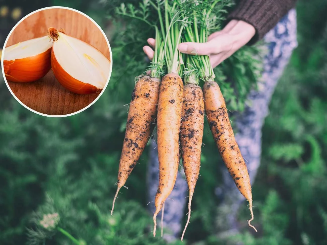 Czym nawozić marchewkę, aby mieć liczne i słodkie plony? Czym nawozić marchewkę, aby mieć liczne i słodkie plony?