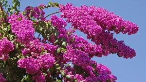 Posadź ją w maju. Twój ogród nabierze śródziemnomorskiego wyglądu 