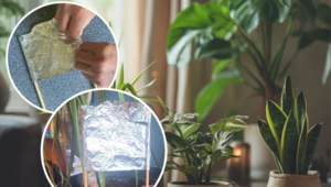 Folia aluminiowa sprawi, że promienie słonecznie będą dochodzić do rośliny z każdej strony 