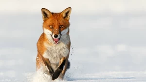 Charakterystyczny pysk lisa przydaje się w śniegu