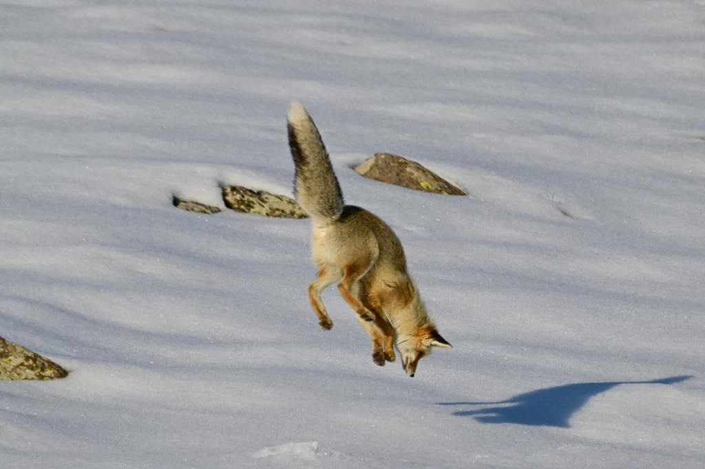 Lis uderza w pokrywę śniegu jak pocisk. Pysk mu w tym pomaga