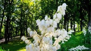 Koniecznie podsyp tym jukę ogrodową. Inaczej możesz zapomnieć o kwiatach 