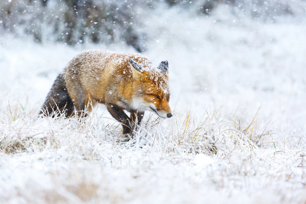 Lisy świetnie sobie radzą z polowaniami w śniegu