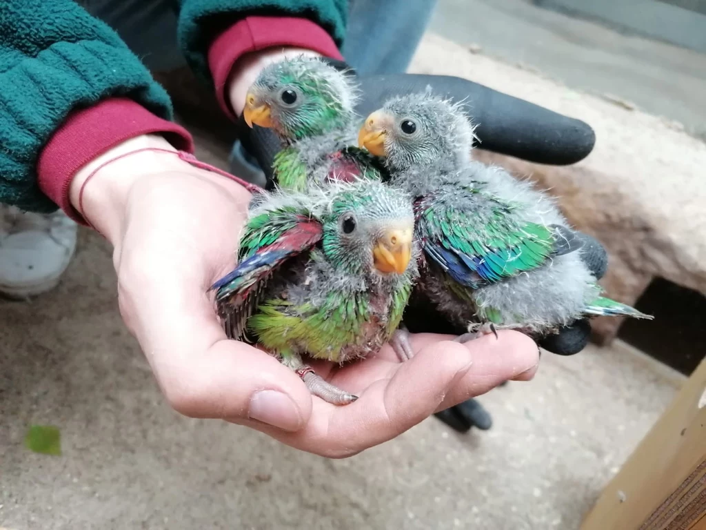 Unikalne papużki ostrosterne wylęgłe we wrocławskim zoo