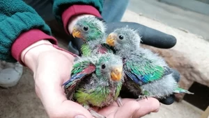 Unikalne papużki ostrosterne wylęgłe we wrocławskim zoo