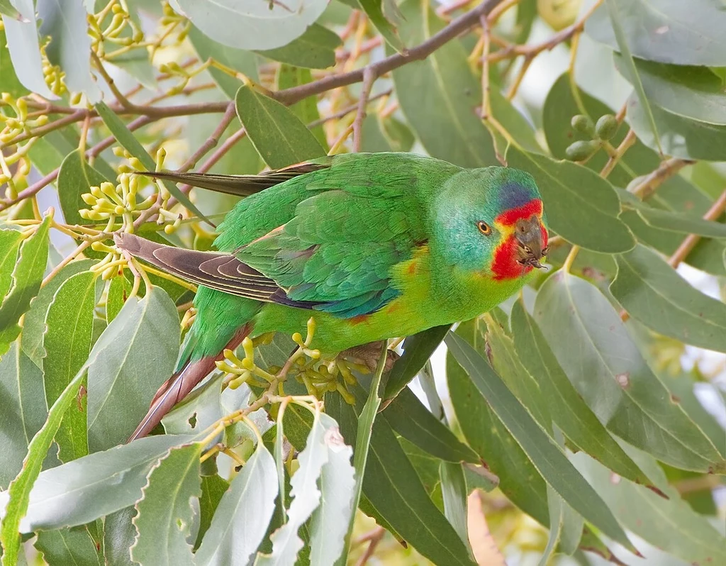 Papużka ostrosterna spotykana jest tylko w Australii