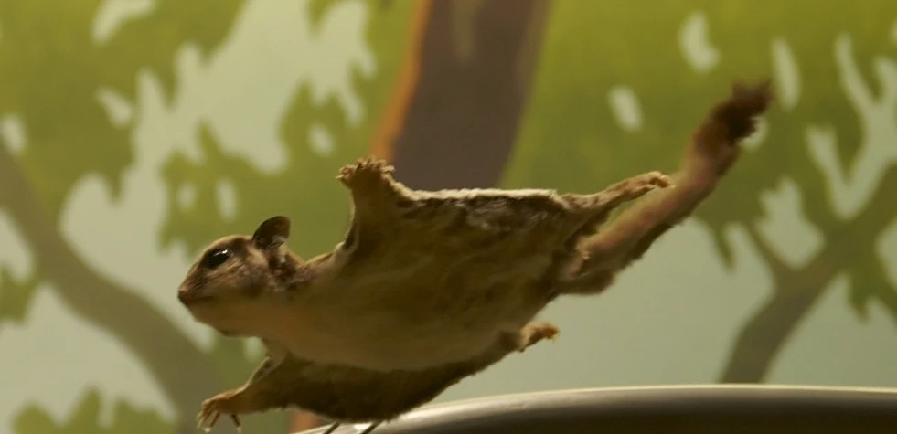 Lotopałanka karłowata poważnie zagraża lęgom papug