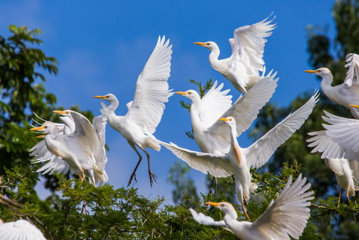 Czapla złotawa (Bubulcus ibis)  jest 307 gatunkiem ptaka stwierdzonym w Kotlinie Biebrzańskiej