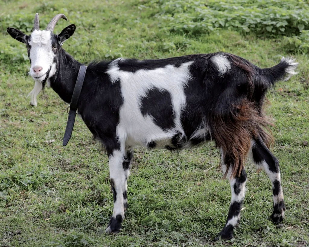 Koza sandomierska to jedna z niewielu polskich ras kozy domowej. Jeszcze niedawno była na wymarciu, ale trwają prace nad ratunkiem dla niej