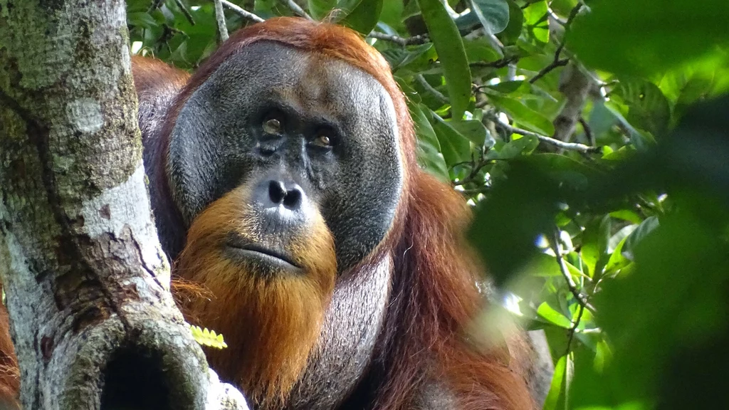 Orangutan z Indonezji leczył swoją ranę specjalnie przygotowanym lekiem z ziół. Naukowcy zastanawiają się teraz, czy zrobił to celowo, czy przypadkiem