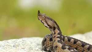 Najgroźniejsze węże Europy w turystycznym raju. Polacy kochają tam jeździć