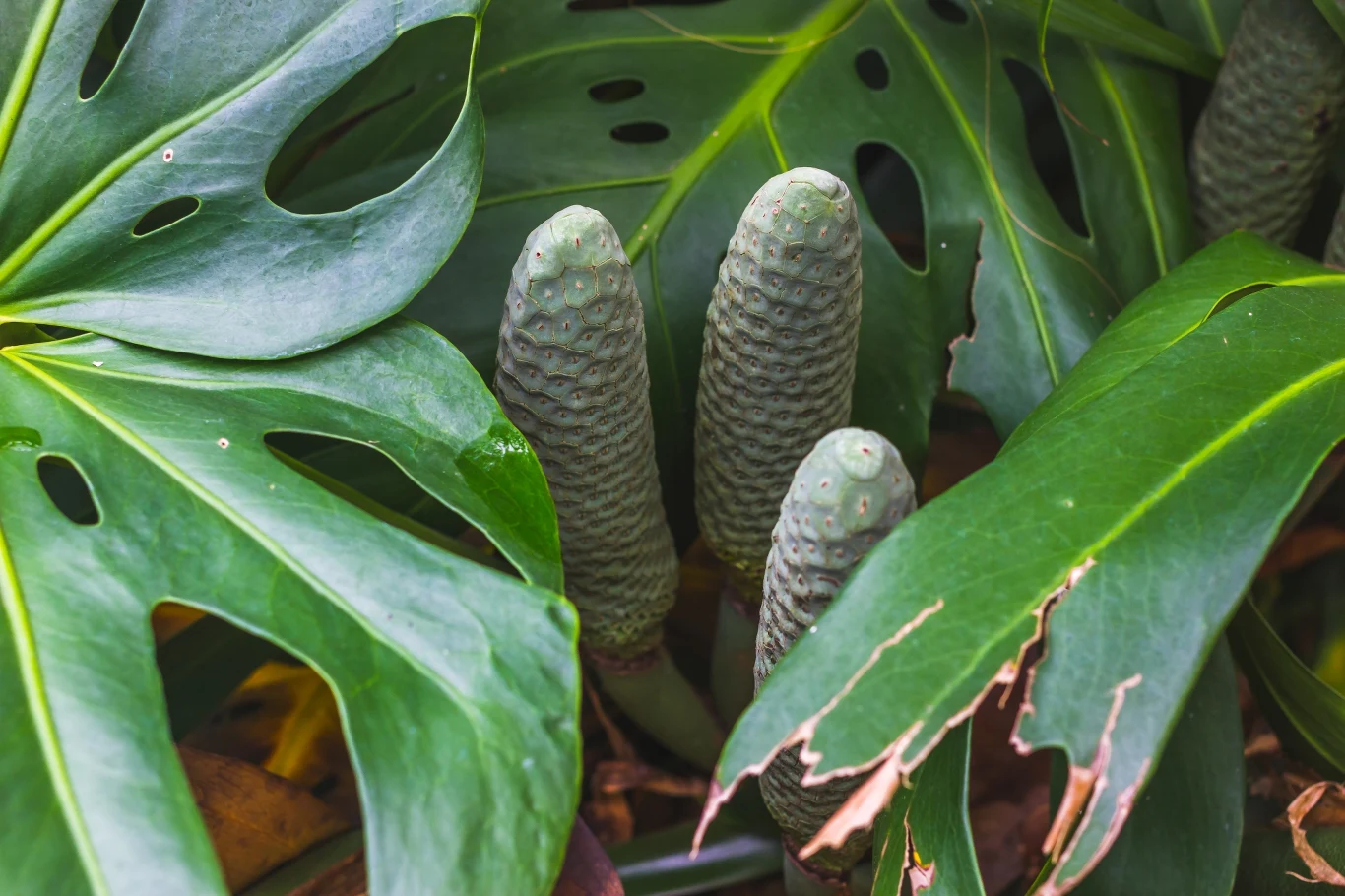 Owoce monstery dziurawej są rzadkie, ale bardzo słodkie i smaczne. Warto spróbować ich podczas pobytu na Maderze lub w Meksyku Owoce monstery dziurawej są rzadkie, ale bardzo słodkie i smaczne. Warto spróbować ich podczas pobytu na Maderze lub w Meksyku