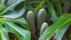 Każdy ma tę roślinę w domu, a prawie nikt nie wie, że owocuje. Plony są bardzo smaczne