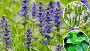 Tych roślin lepiej nie sadź w ogrodzie, bo nic innego tam nie wyrośnie