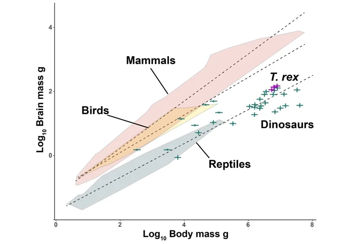 Związek między mózgiem a masą ciała kręgowców lądowych. Dinozaury takie jak T. rex mają stosunek wielkości mózgu do ciała podobny do żyjących obecnie gadów Związek między mózgiem a masą ciała kręgowców lądowych. Dinozaury takie jak T. rex mają stosunek wielkości mózgu do ciała podobny do żyjących obecnie gadów