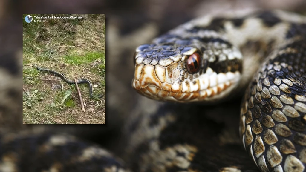 Żmija zygzakowata to jedyny polski jadowity wąż. Tatrzański Park Narodowy zamieścił film z wężem w Tatrach i zaapelował do turystów