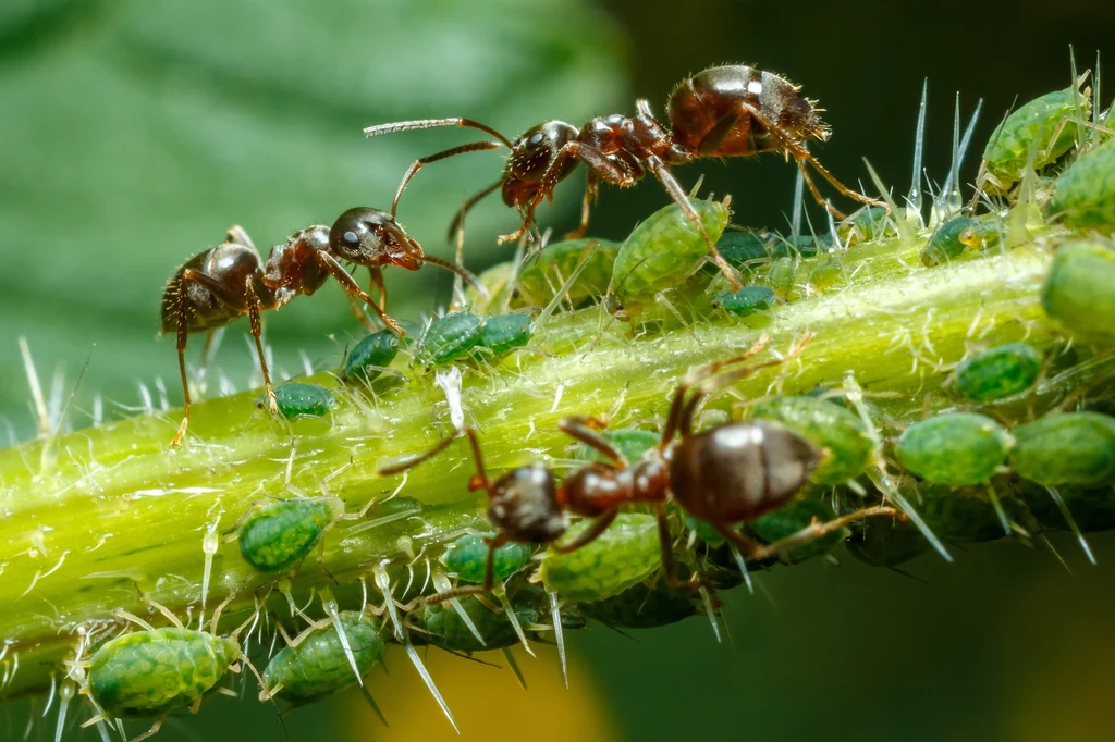 Sprawdź, kiedy zwalczanie mrówek w ogrodzie jest konieczne
