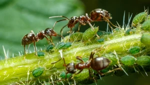 Sprawdź, kiedy zwalczanie mrówek w ogrodzie jest konieczne
