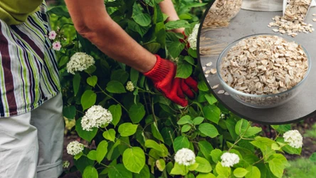 Czym podlewać hortensję, aby bujnie kwitła?