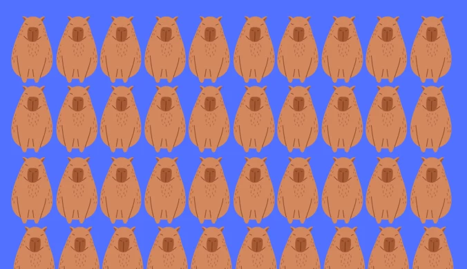 Test na spostrzegawczość: Znajdź kapibarę inną od reszty. Tylko osoby o niezwykłej dociekliwości rozwikłają zagadkę