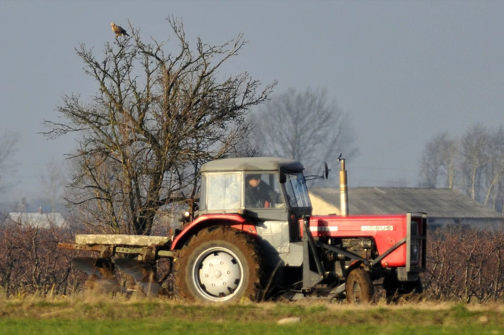 Walewice koło Łowicza. Pracom rolnika przygląda się stróż pola - myszołów zwyczajny