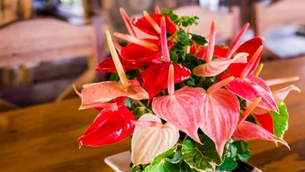 ​W lutym poczęstuj tym anturium. Wybuchnie nowymi kwiatami