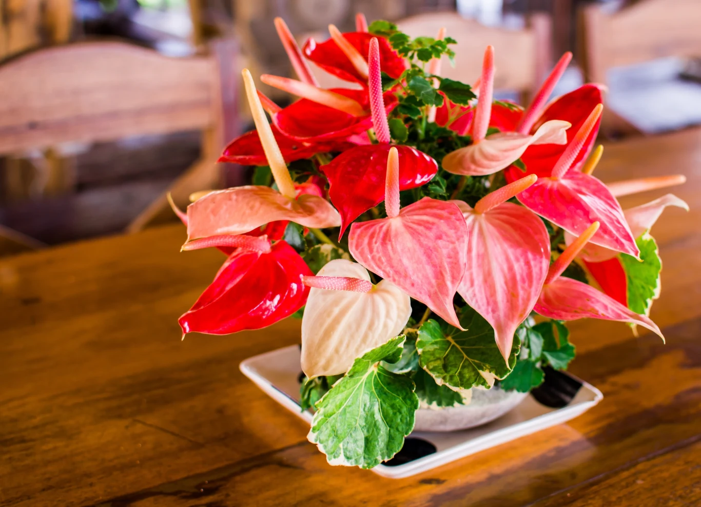 Anturium może mieć różnokolorowe kwiaty. 