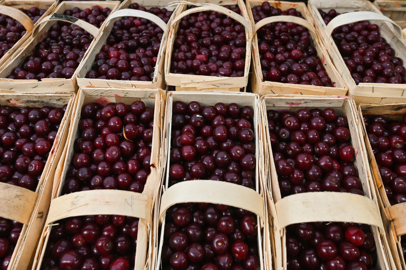 W tym roku polskie czereśnie zakwitły już na początku kwietnia. To prawdziwy ewenement 