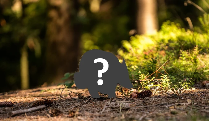 Czy każdy wie, kim jest jaźwiec? To leśny czyścioch i wielbiciel porządku