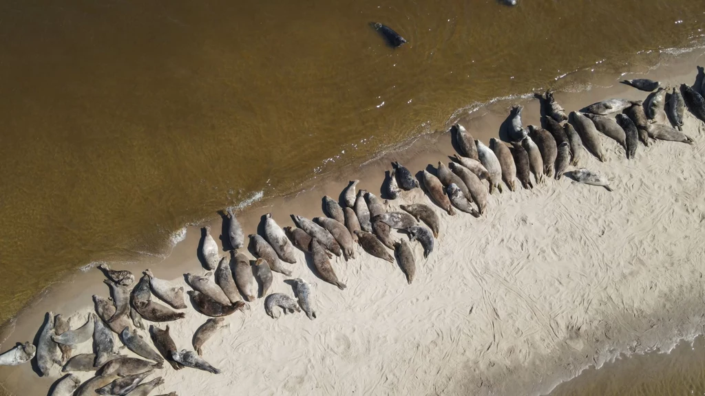 Nad Bałtykiem w rejonie Mierzei Wiślanej udało się podczas weekendu majowego zarejestrować rekordowo dużą liczbę fok