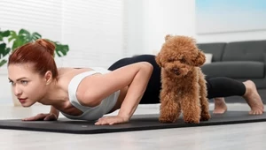We Włoszech zakazano zajęć z popularnej ostatnio puppy yogi. Władze jako argument podają przede wszystkim dobrostan zwierząt