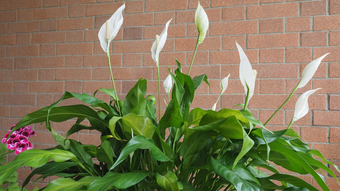 Skrzydłokwiat to roślina pochodząca z lasów tropikalnych.