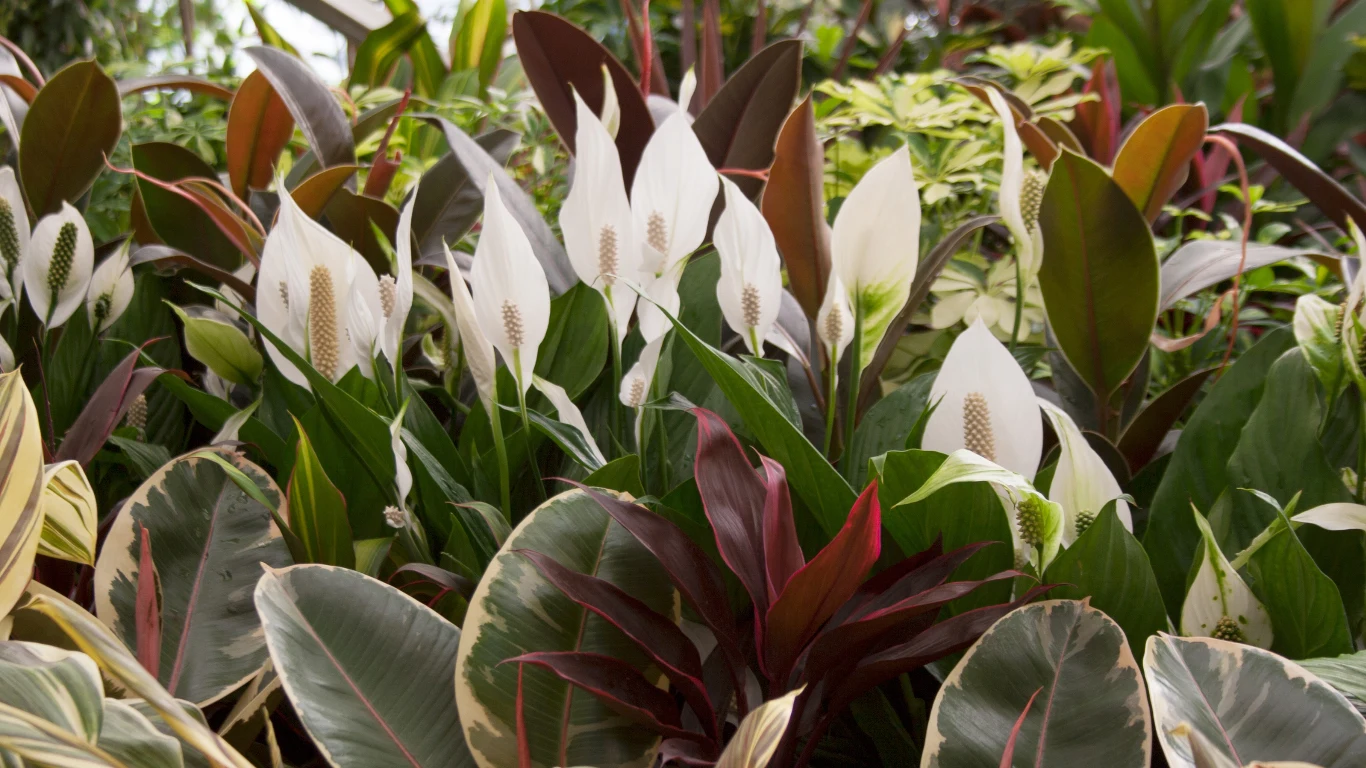 Skrzydłokwiat lubi wilgotne powietrze.