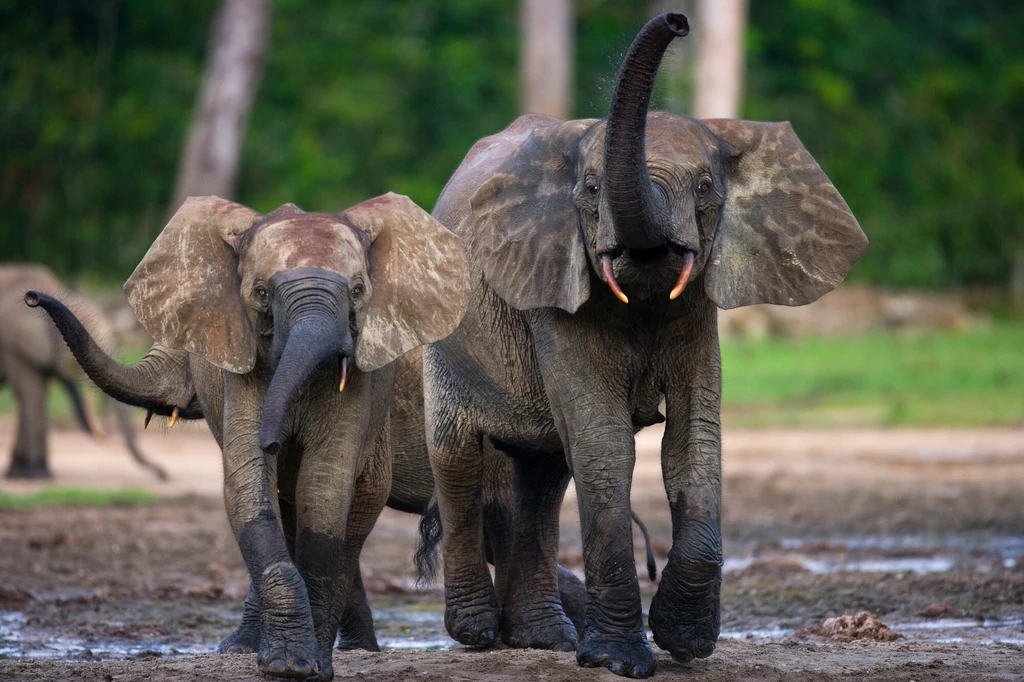 Słonie leśne w rezerwacie Dzanga-Sangha w Republice Środkowoafrykańskiej