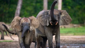 Najbardziej tajemnicze słonie. Krążą o nich legendy, ale czy istniały?