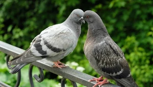 Niemieckie miasto chce zlikwidować 700 gołębi. Mieszkańcy zadecydowali