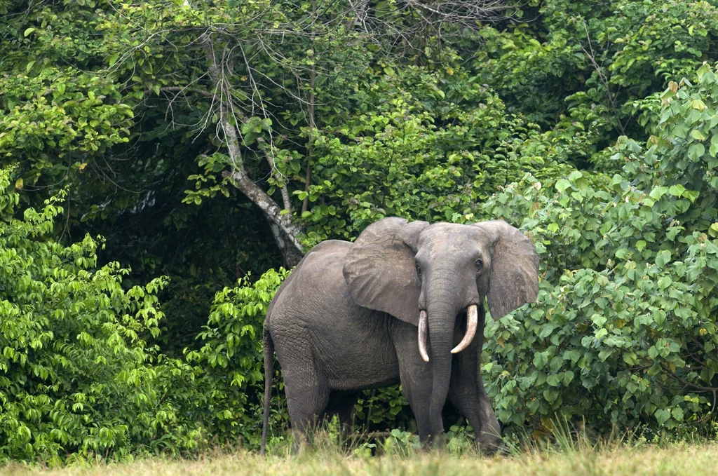 Słoń leśny ogranicza się głównie do lasów tropikalnych Afryki. Tu w parku narodowym Loango w Gabonie
