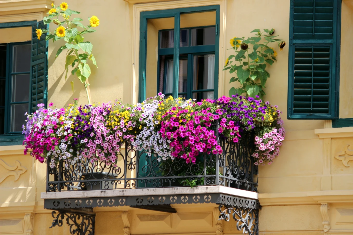 Balkon będzie tonął w pięknych kwiatach, jeśli tylko wybierzemy odpowiednie gatunki, które poradzą sobie w danych warunkach. 