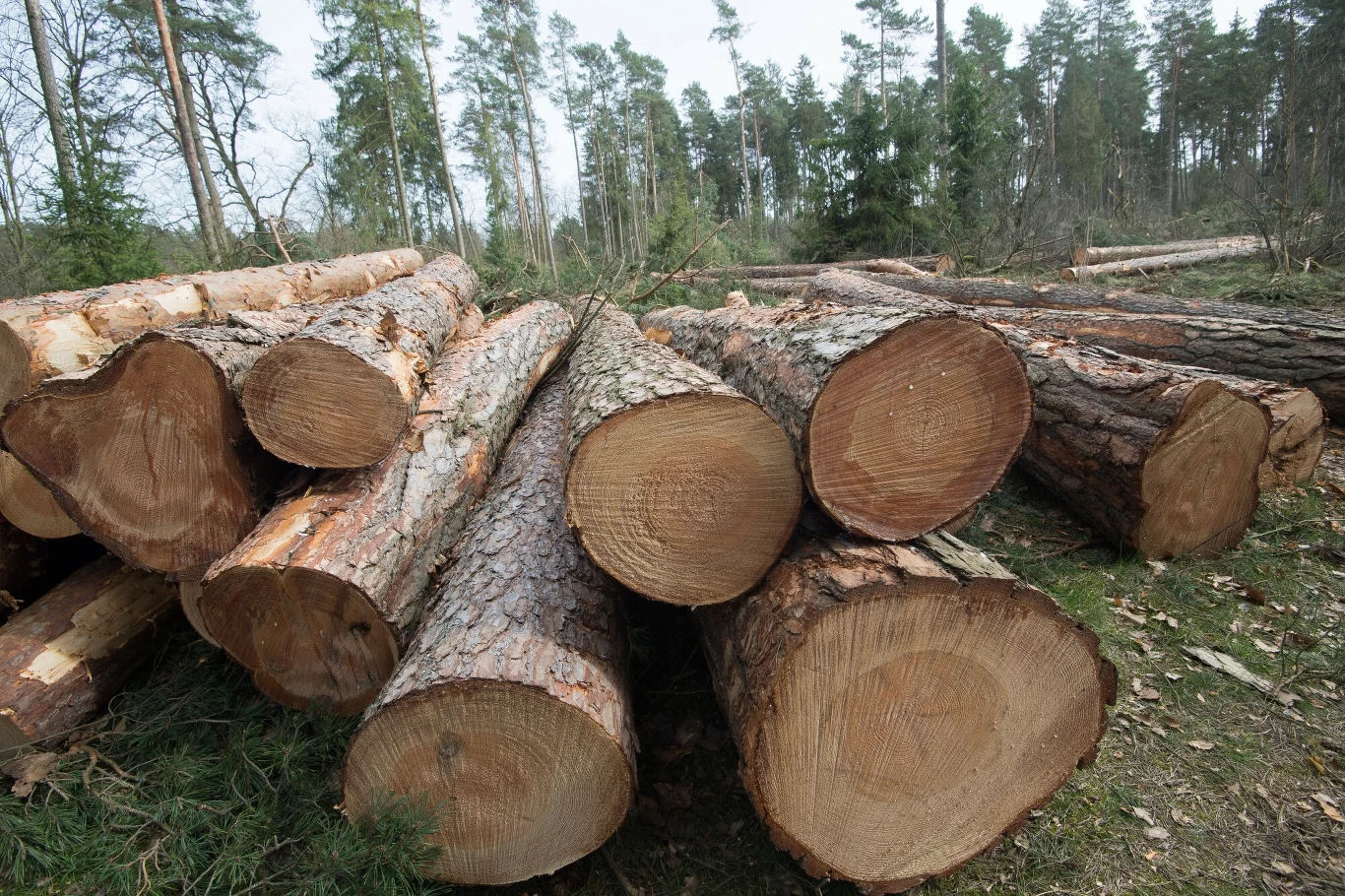 Ogólnopolska Narada o Lasach to cykl spotkań, w których uczestniczą wszystkie strony zainteresowane przyszłością polskich lasów Ogólnopolska Narada o Lasach to cykl spotkań, w których uczestniczą wszystkie strony zainteresowane przyszłością polskich lasów