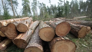 Ogólnopolska Narada o Lasach to cykl spotkań, w których uczestniczą wszystkie strony zainteresowane przyszłością polskich lasów