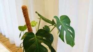 Co zrobić, żeby monstera wypuściła nowe liście?