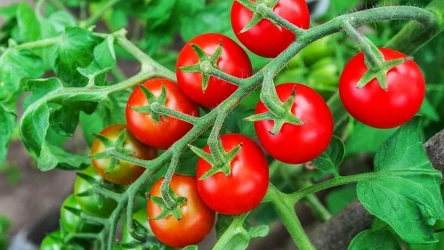 Obrywanie liści pomidorów może im pomóc albo bardzo zaszkodzić. Ważne jest, aby zrobić to w prawidłowy sposób