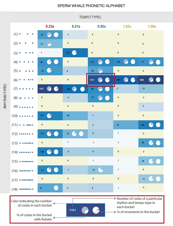 Tabelka z dźwiękami kaszalotów opublikowana w "Nature Communications"