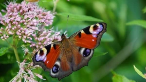 Rusałka pawik to jeden z najbardziej charakterystycznych motyli w Polsce