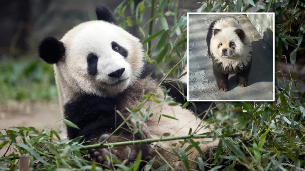 Jeden z ogrodów zoologicznych w Chinach wpadł na kuriozalny pomysł. Zoo nie miało pand, więc zamiast nich na wybieg wypuściło... psy pomalowane jak pandy