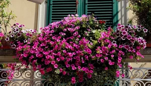Marzysz o pięknych kwiatach na balkonie? Te trzy rośliny kwitną aż do jesieni
