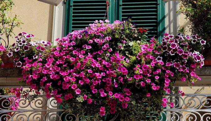 Kwiaty idealne na balkon. Trzy rośliny "nie do zdarcia"