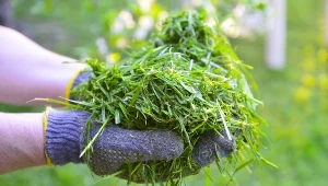 Nie wyrzucaj skoszonej trawy. Możesz ją wykorzystać w ten sposób